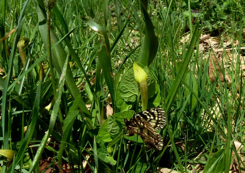 Farfalle della Val Nerina (e dintorni)